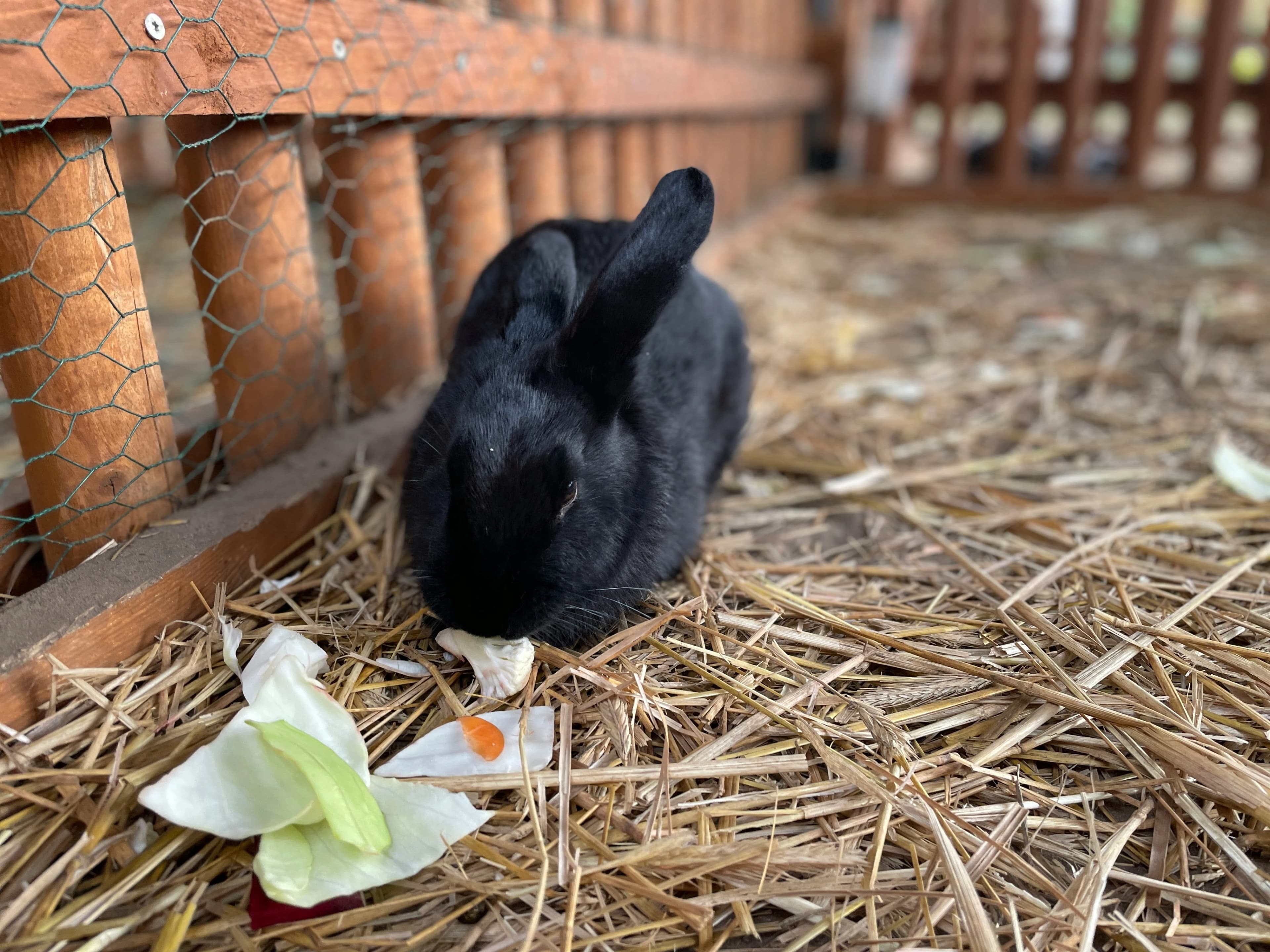 Farm feed