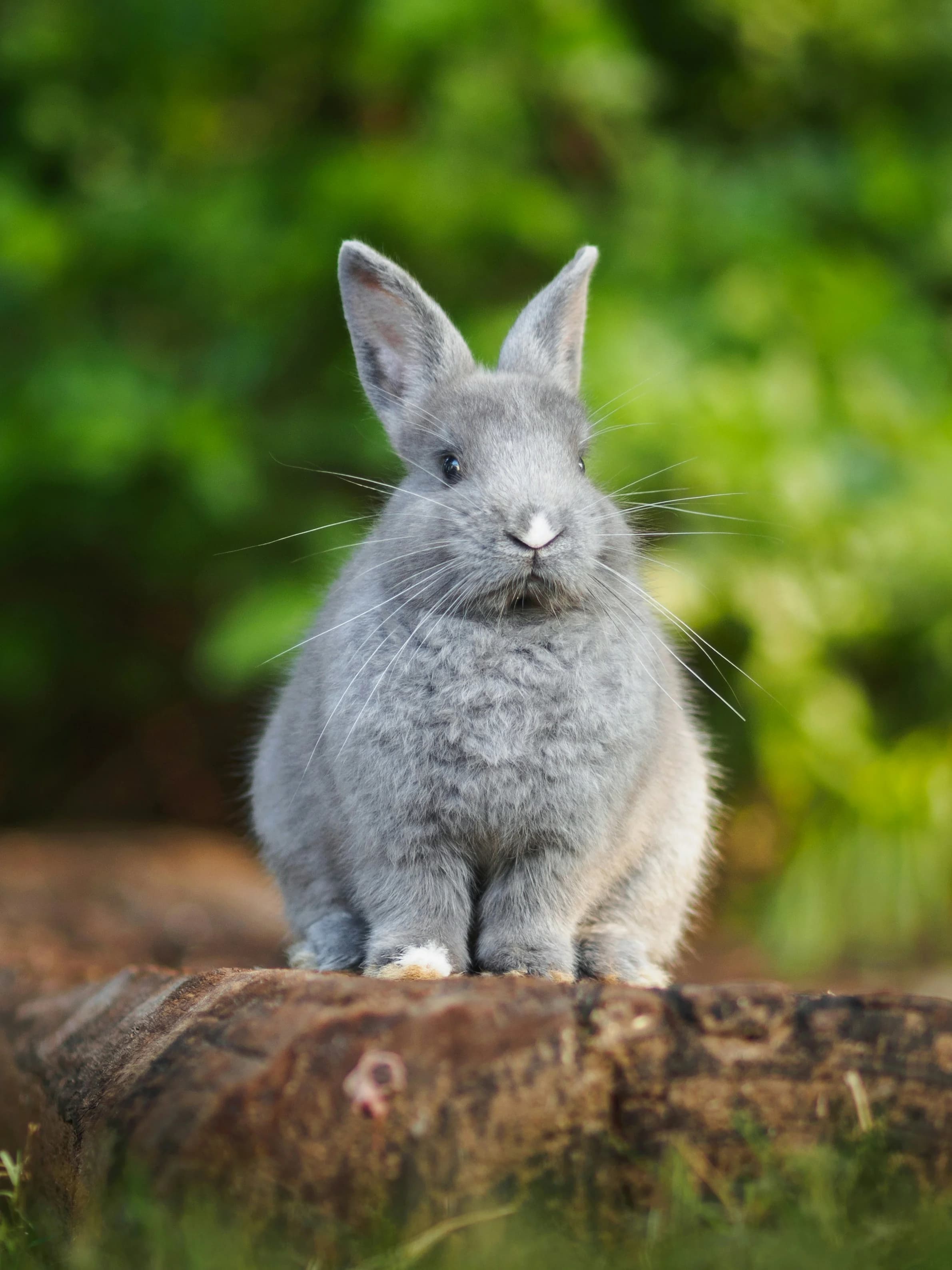 Rabbit pictured in a natural setting
