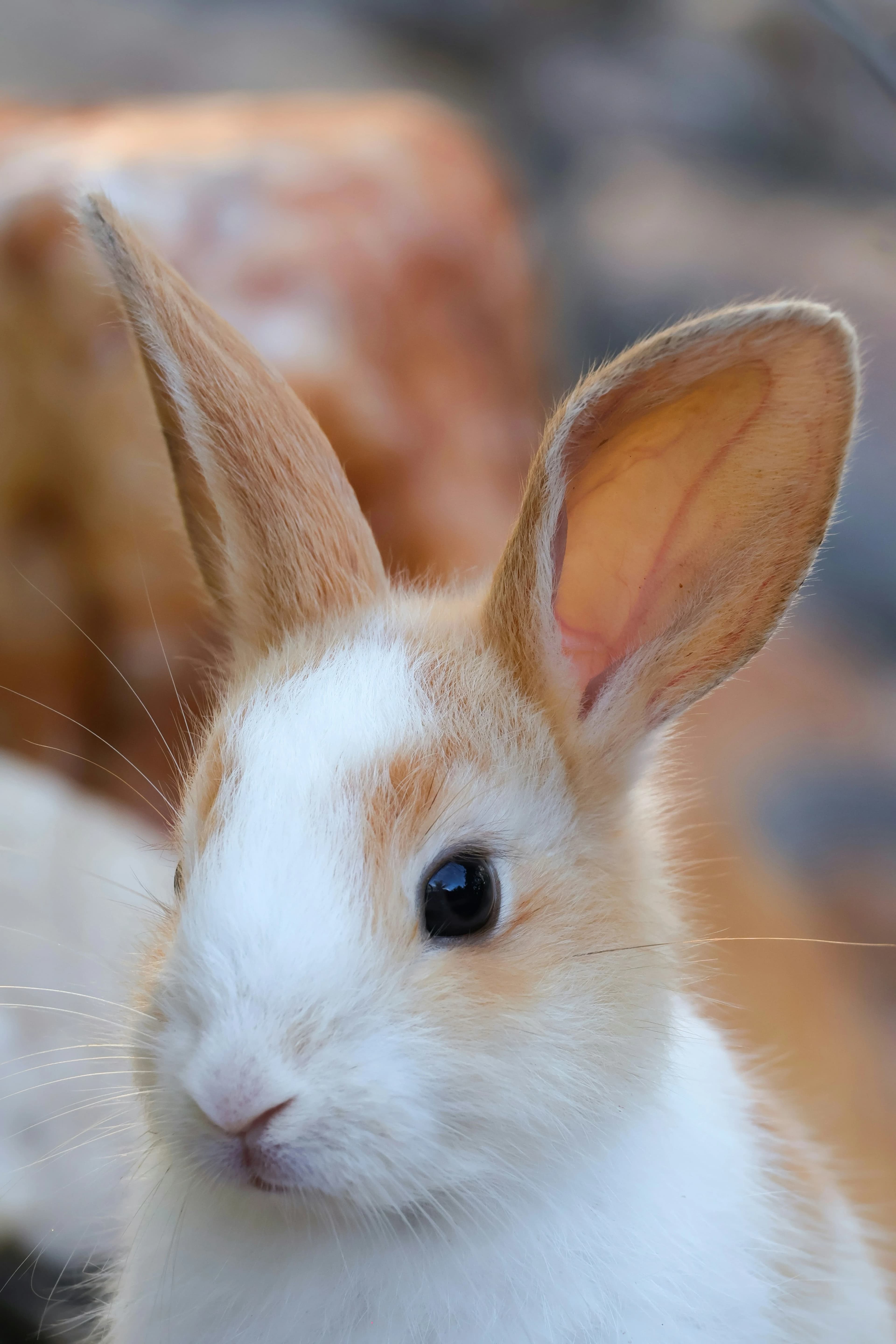 Rabbit pictured outdoors